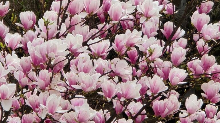 Strasbourg Magnolia Blossoms Near Parc de l’Orangerie Homes for Sale